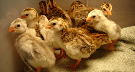 baby keets sleeping