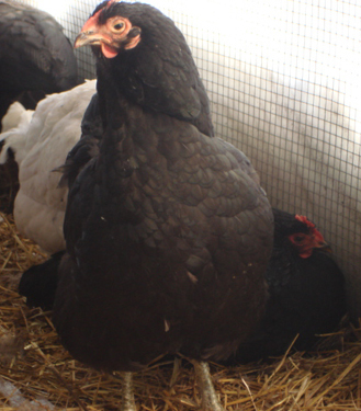 black java hen
