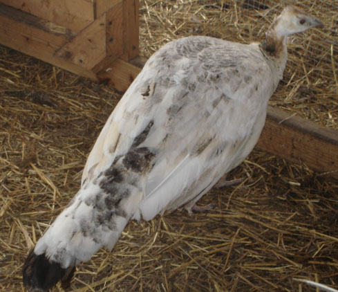 black shouldered peahen