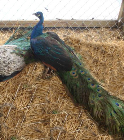 black shouldered peacock