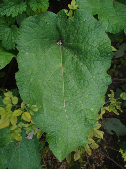 Burdock