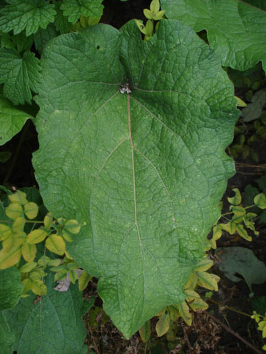 burdock green burrs
