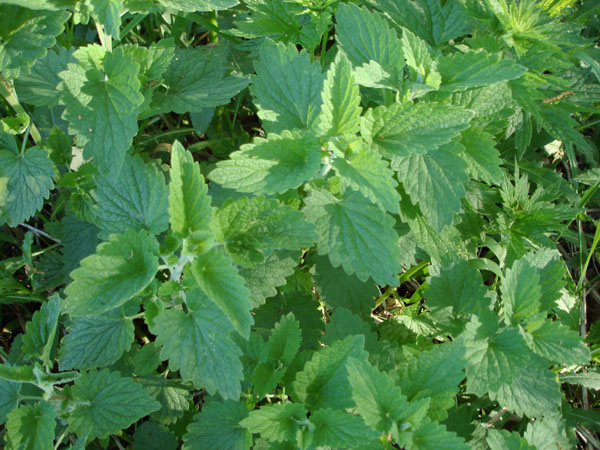 Catnip