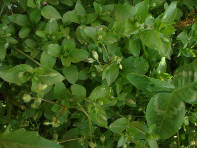 Chickweed