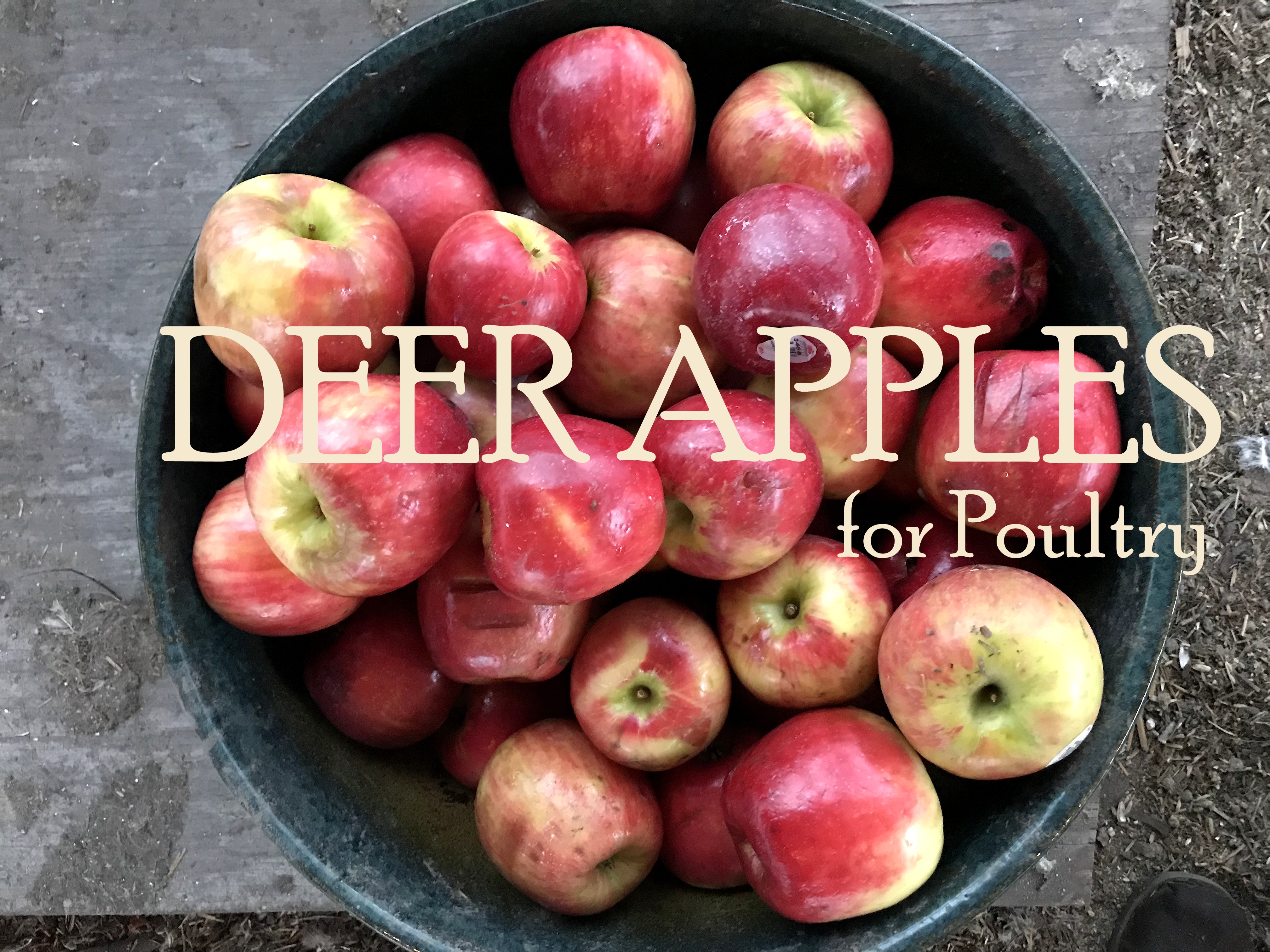 Deer Apples Moonlight Mile Herb Farm 2018