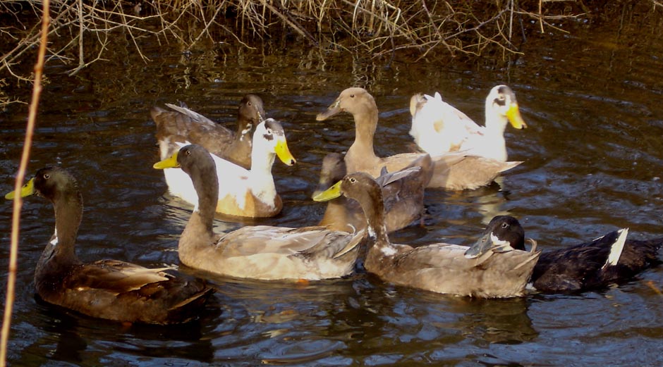 indian runner ducks