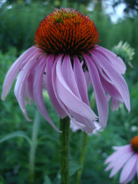 Purple Coneflower