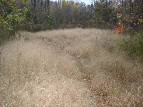 fairy grass