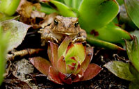 toad