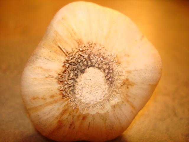 Garlic