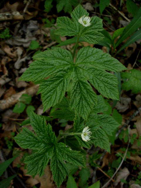 goldenseal