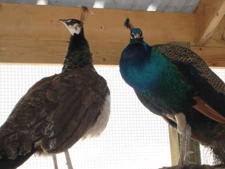 india blue peahen & peacock