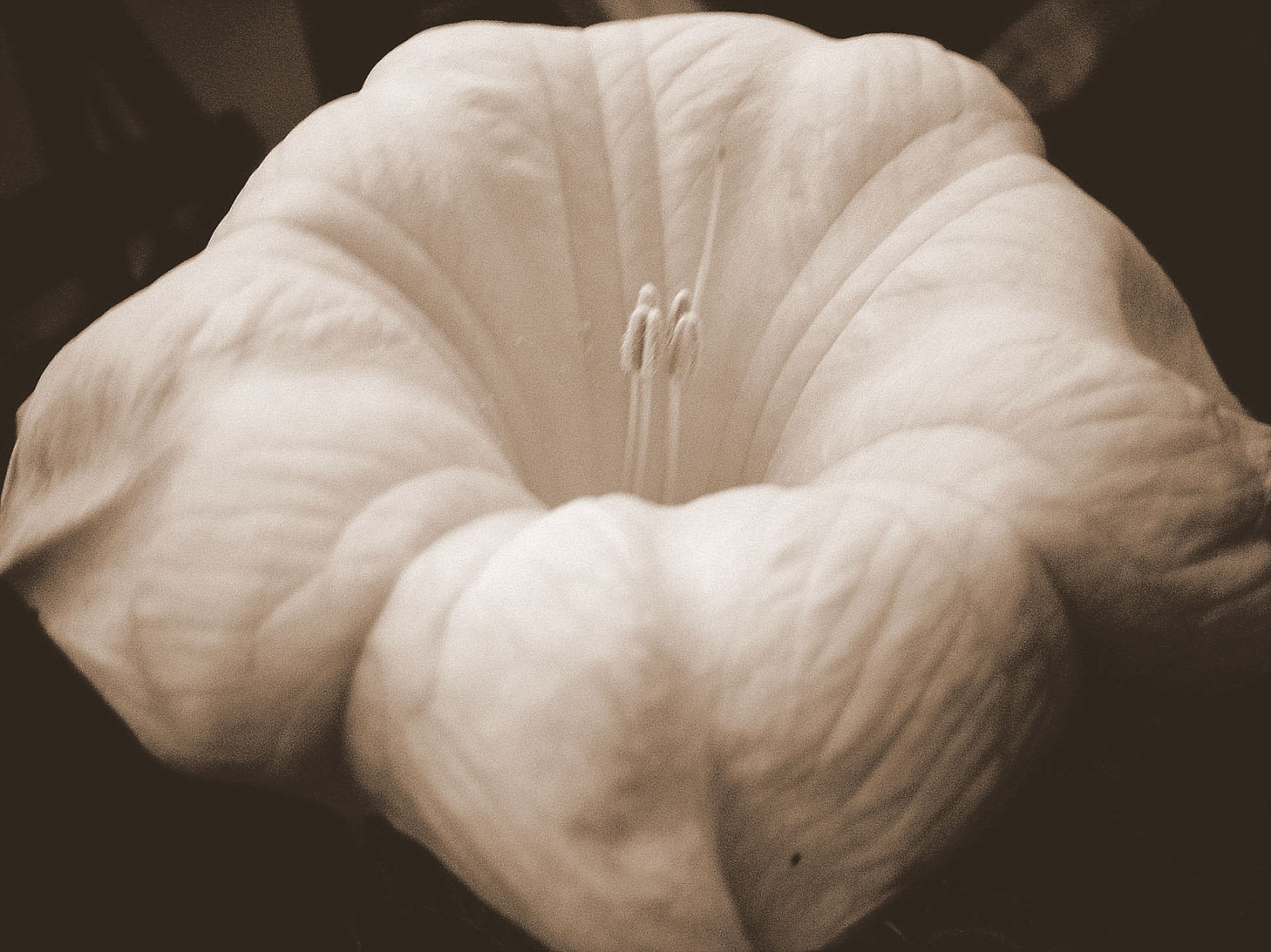 moonflower