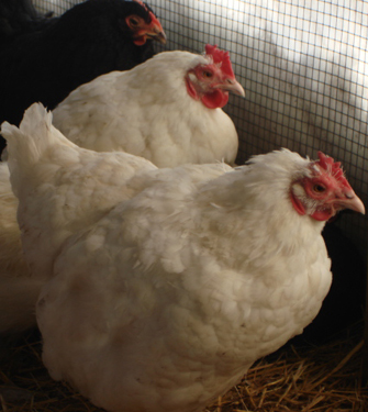 white java hen