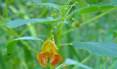 jewelweed