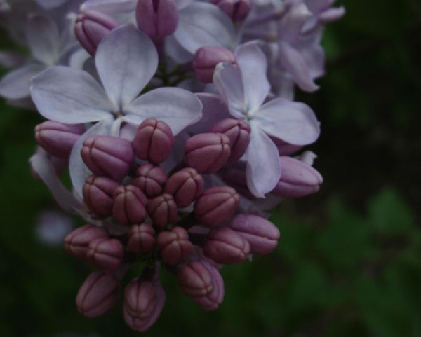 lilac bud