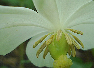 mayapple