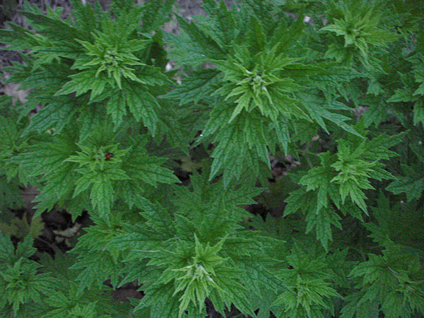 motherwort