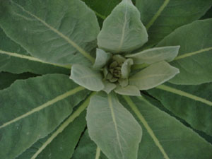 Mullein