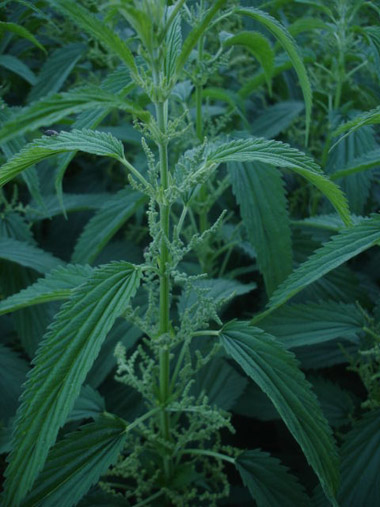 Nettles