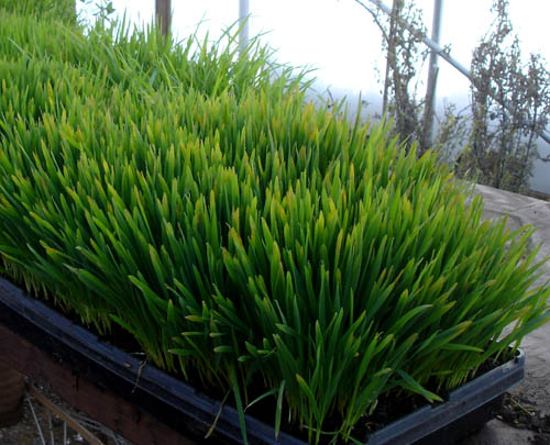 Oat Greens