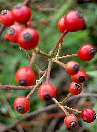 rosehips