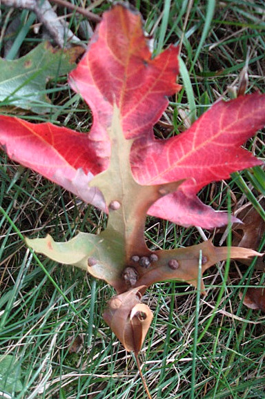 maple leaf