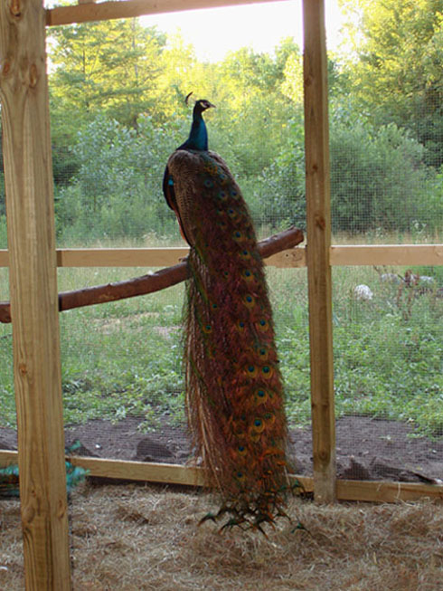 india blue peacock