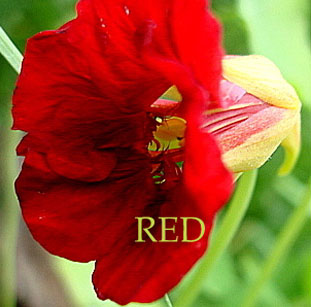 nasturtium