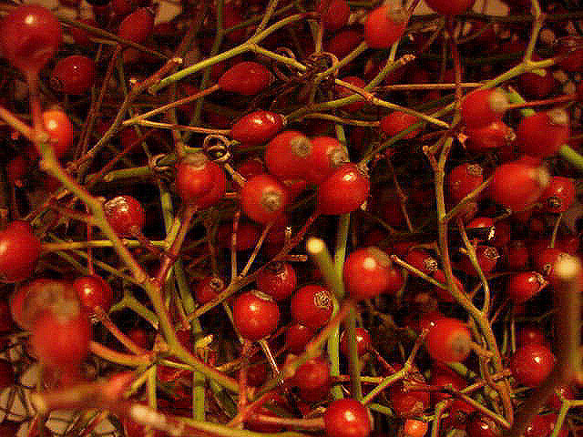 Rose Hips