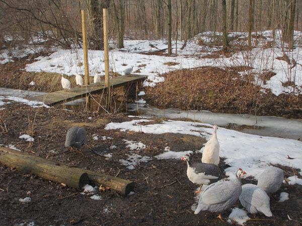 guineas