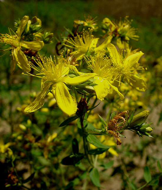 St. John's Wort