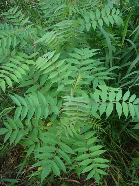 staghorn sumach