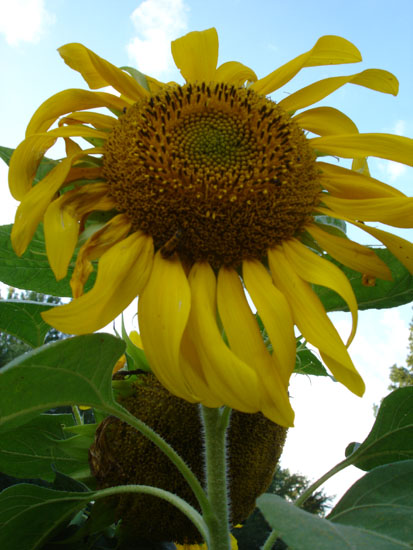 sunflower