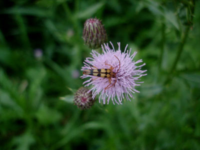 field thistle