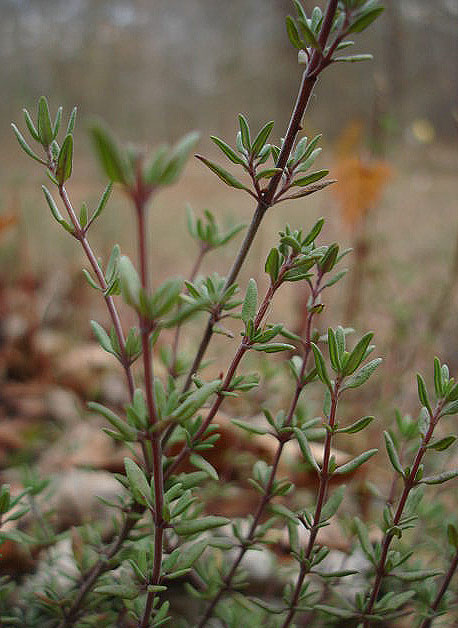 Thyme