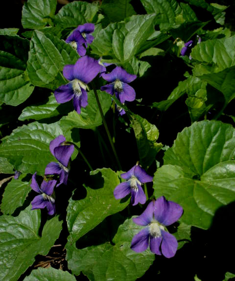 Violets