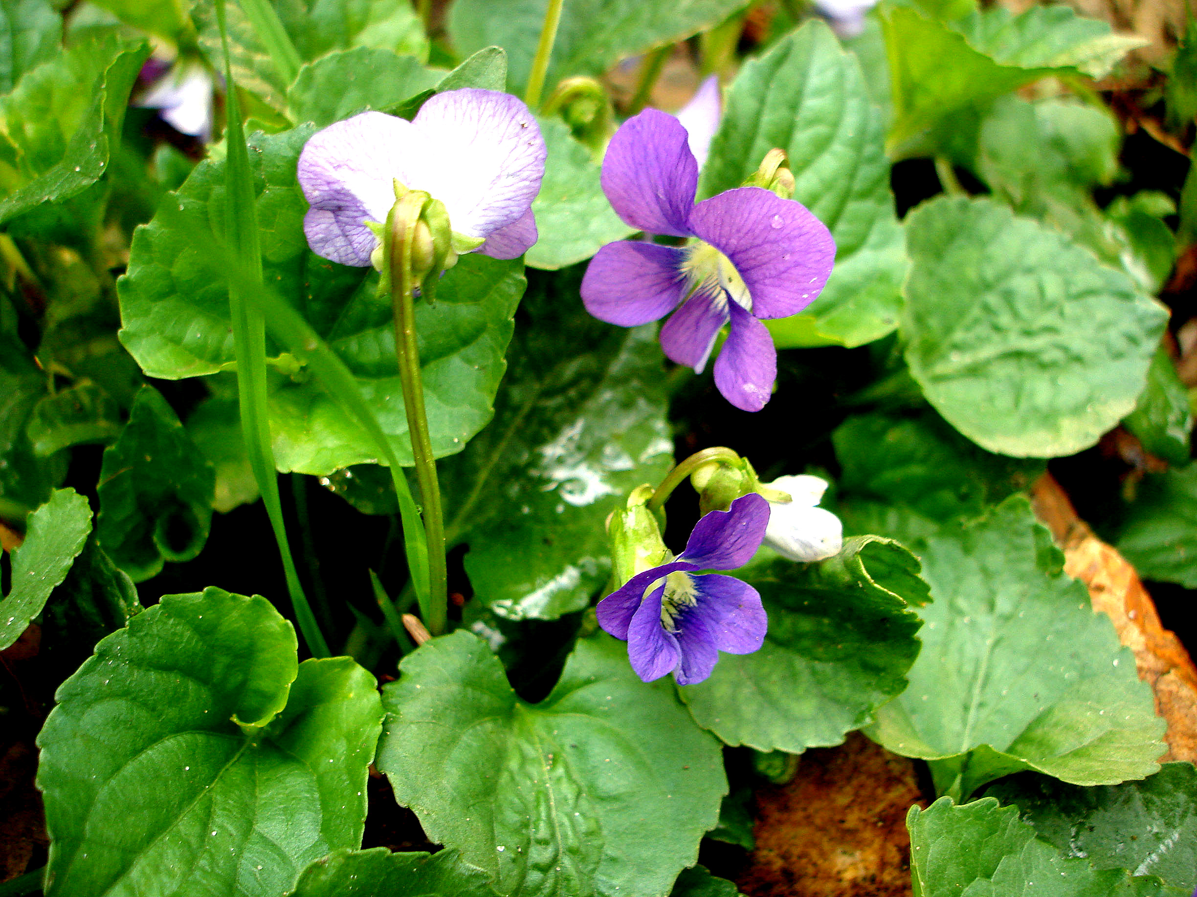 spring violets
