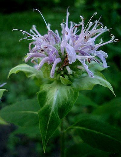 wild bergamot