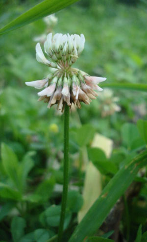 white clover