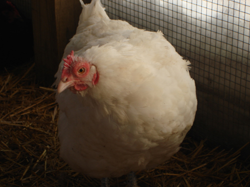 white java hen