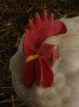 white java rooster