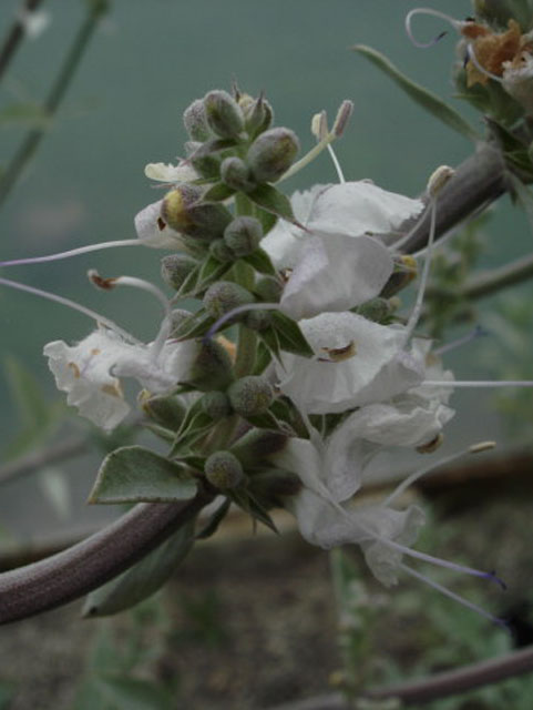 white sage