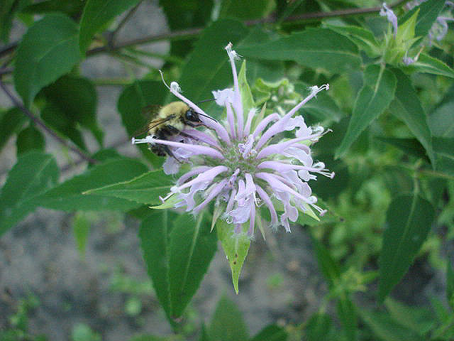 Wild Bergamot
