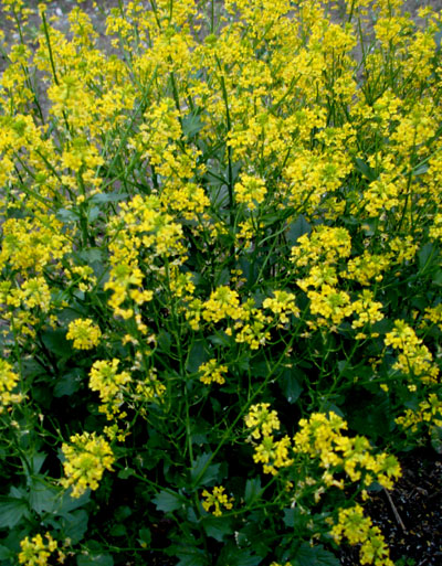 winter cress