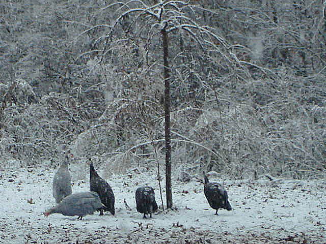 Guineas on roost