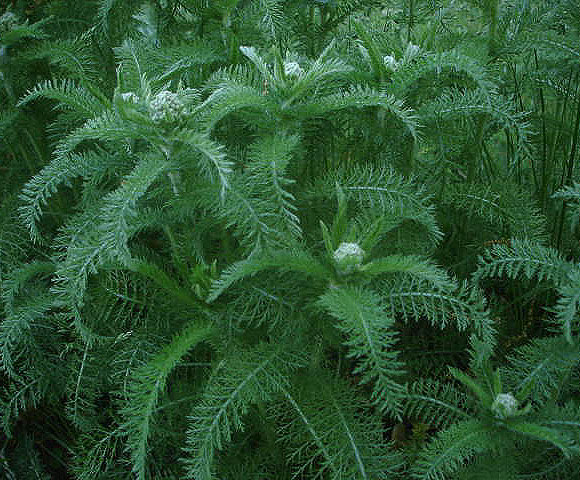 Yarrow